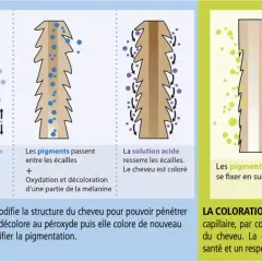 Illustration comparant la coloration chimique et végétale. La chimique modifie la structure du cheveu pour changer sa couleur. La végétale se fixe en surface, respectant la couleur naturelle.