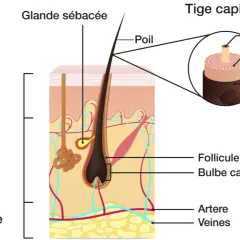 Schéma détaillé de la composition d'un cheveu, montrant ses couches (moelle, cortex, cuticule) et son ancrage dans la peau (épiderme, derme, hypoderme).