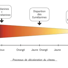 Tableau illustrant le processus de décoloration du cheveu, du noir au blanc, avec le temps de pause et la disparition des pigments.