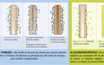Illustration comparant la coloration chimique et végétale. La chimique modifie la structure du cheveu pour changer sa couleur. La végétale se fixe en surface, respectant la couleur naturelle.