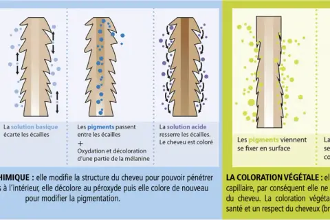 Illustration comparant la coloration chimique et végétale. La chimique modifie la structure du cheveu pour changer sa couleur. La végétale se fixe en surface, respectant la couleur naturelle.