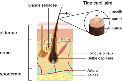 Schéma détaillé de la composition d'un cheveu, montrant ses couches (moelle, cortex, cuticule) et son ancrage dans la peau (épiderme, derme, hypoderme).