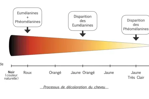 Tableau illustrant le processus de décoloration du cheveu, du noir au blanc, avec le temps de pause et la disparition des pigments.