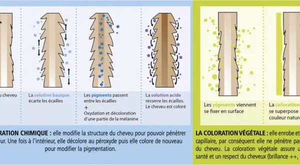 Illustration comparant la coloration chimique et végétale. La chimique modifie la structure du cheveu pour changer sa couleur. La végétale se fixe en surface, respectant la couleur naturelle.