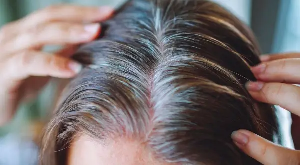 Gros plan sur des cheveux bruns parsemés de mèches blanches. Les doigts effleurent le cuir chevelu, suggérant une réflexion sur la fréquence coloration cheveux blancs.