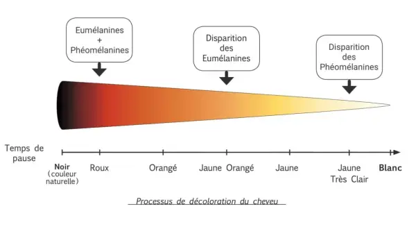 Tableau illustrant le processus de décoloration du cheveu, du noir au blanc, avec le temps de pause et la disparition des pigments.