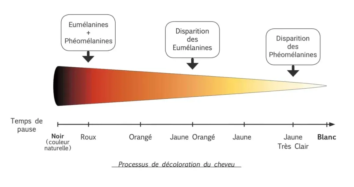 Tableau illustrant le processus de décoloration du cheveu, du noir au blanc, avec le temps de pause et la disparition des pigments.