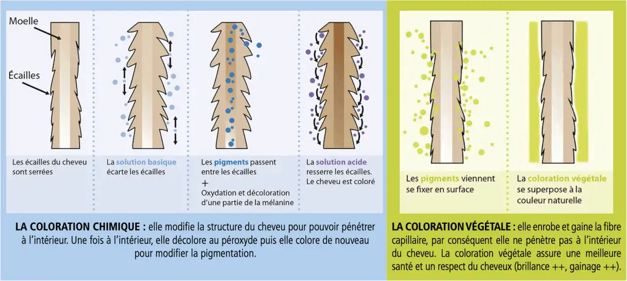 Illustration du cheveu : la coloration chimique modifie la structure, la végétale se superpose. Dosage couleur 1+1 5.