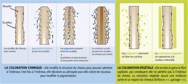 Illustration comparant la coloration chimique et végétale. La chimique modifie la structure du cheveu pour changer sa couleur. La végétale se fixe en surface, respectant la couleur naturelle.