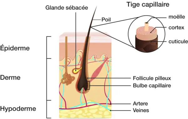 Schéma détaillé de la composition d'un cheveu, montrant ses couches (moelle, cortex, cuticule) et son ancrage dans la peau (épiderme, derme, hypoderme).